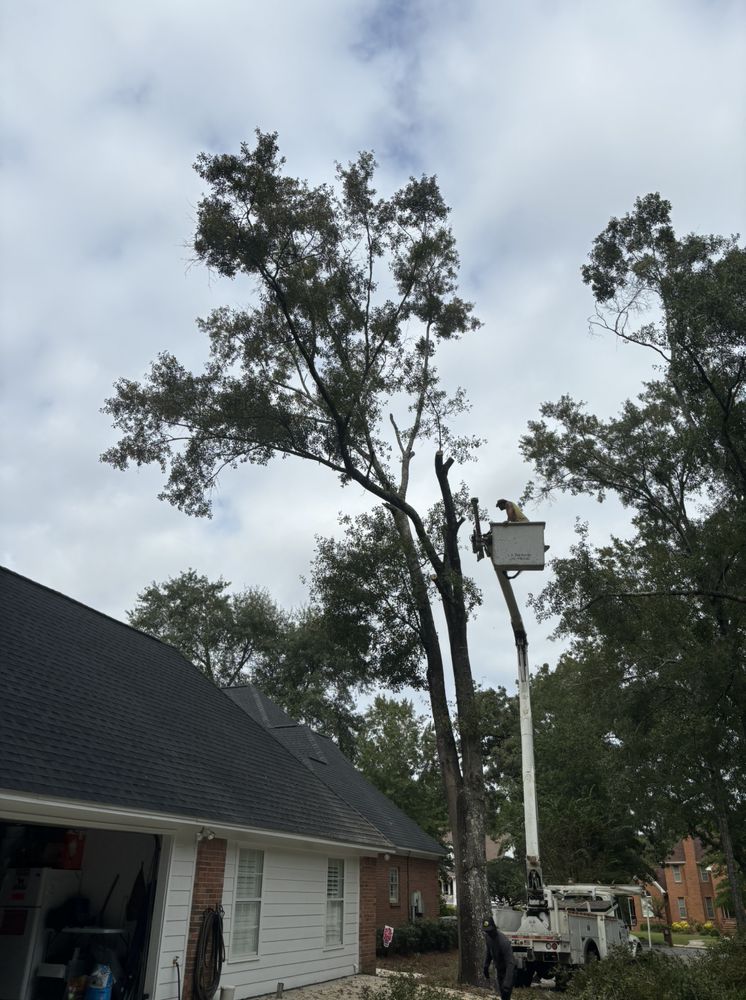 Busy Bee Tree Service
